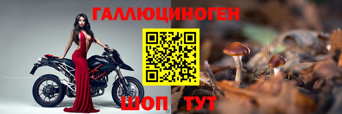Ефремов  Галлюциногенные грибы Magic Shrooms  Псилоцибиновые грибы Psilocybine cubensis  Вход с VPN 